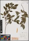 Foto von Salix aurita L. x Salix caprea L.